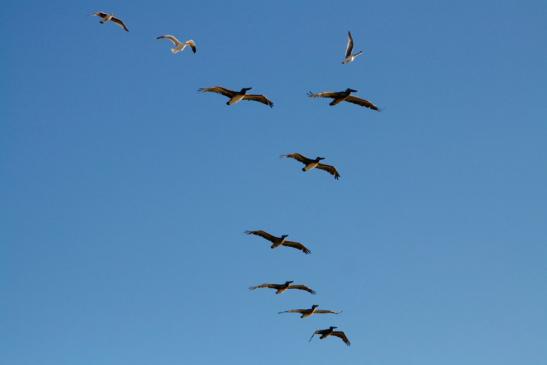 Pelikane fliegen über uns hinweg.